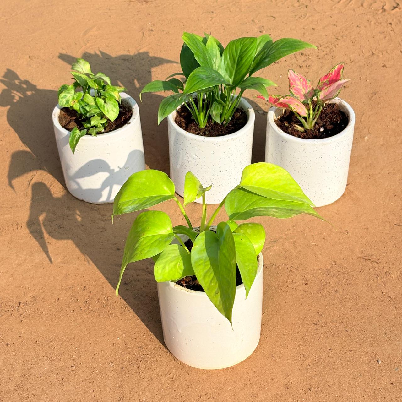 Set of 4 - Syngonium Butterfly, Peace Lily, Aglaonema Pink & Golden Money Plant in 4 Inch White Pipe Designer Ceramic Pot (any design)