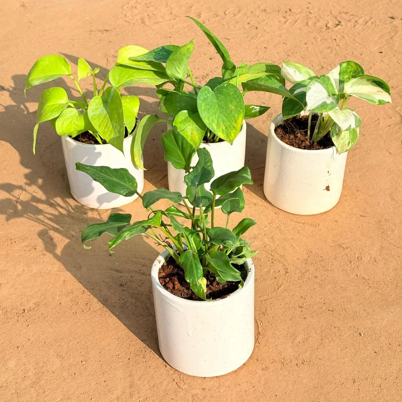 Set of 4 - Golden Money Plant, Money Plant Green, Money Plant N'Joy & Xanadu Green in 4 Inch White Pipe Designer Ceramic Pot (any design)