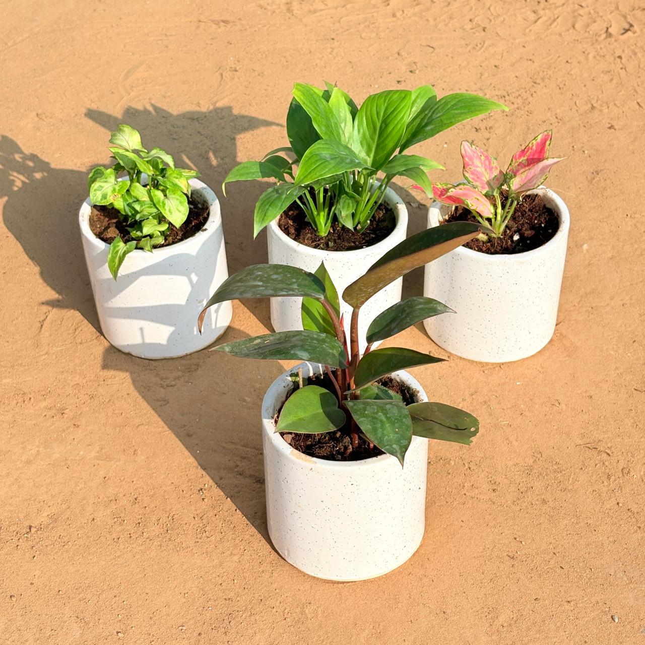 Set of 4 - Syngonium Butterfly, Peace Lily, Aglaonema Pink & Philodendron Red in 4 Inch White Pipe Designer Ceramic Pot (any design)