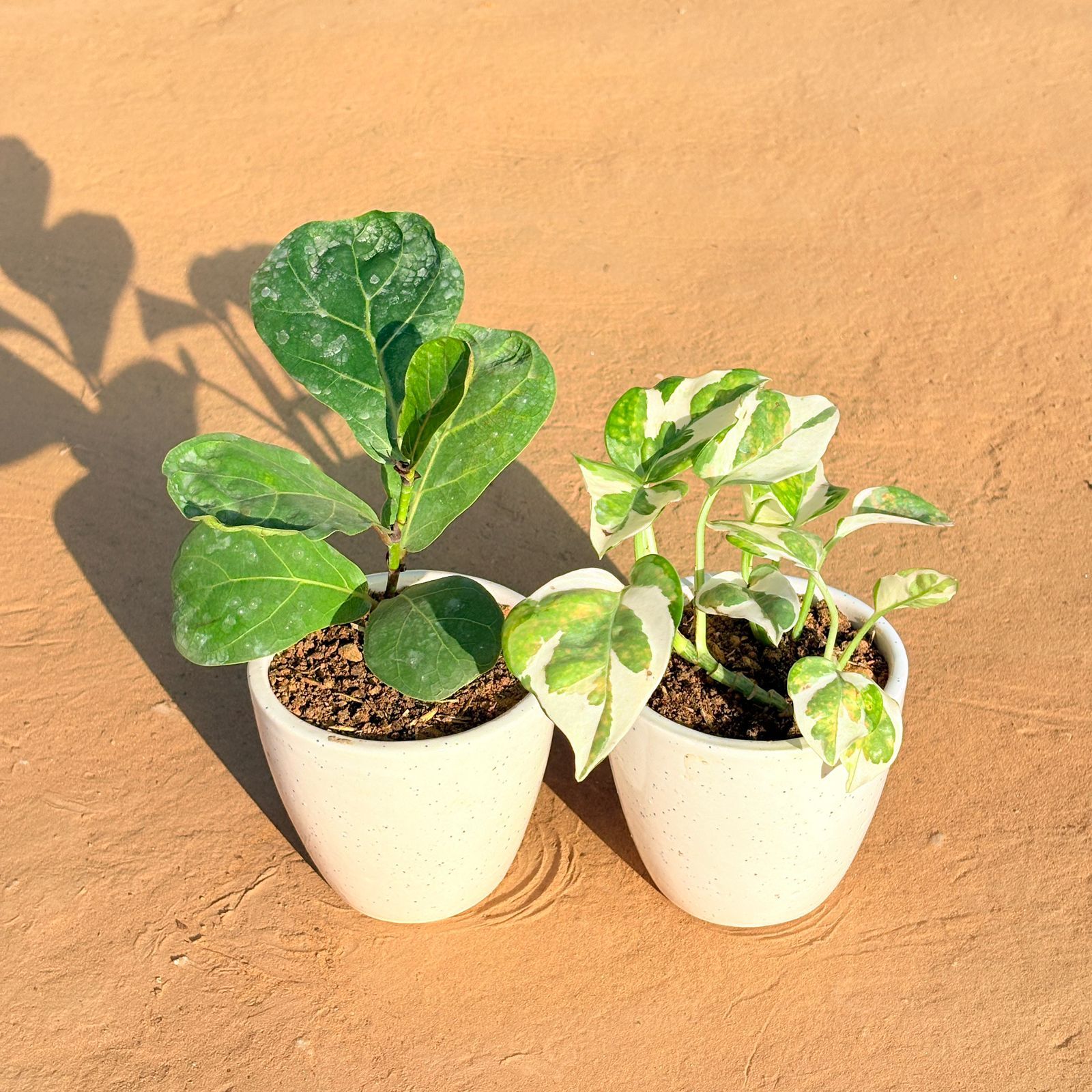 Set of 2 - Fiddle Leaf Fig & Money Plant N'Joy in 4 Inch Classy White Cup Ceramic Pot