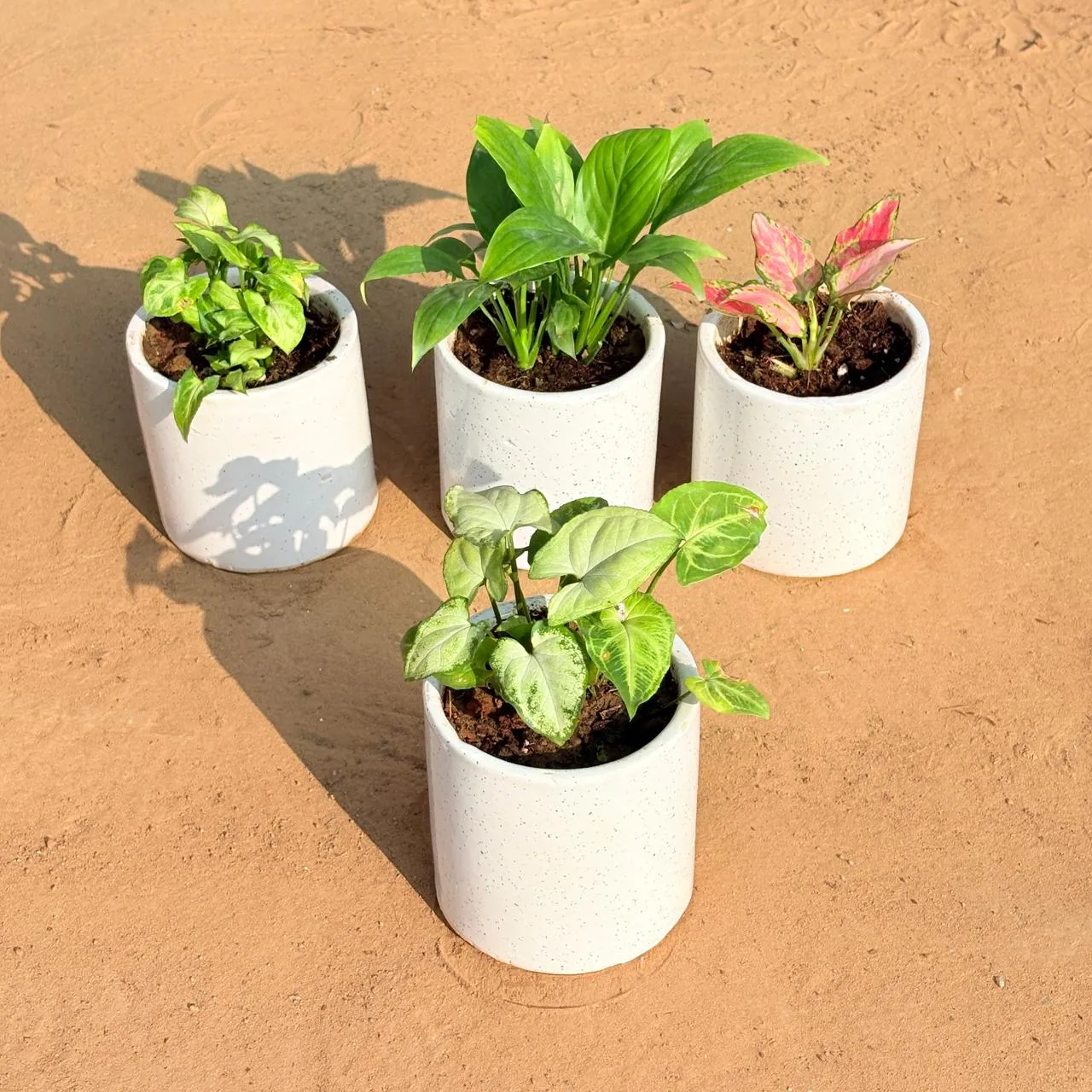 Set of 4 - Syngonium Butterfly, Peace Lily, Aglaonema Pink & Syngonium Yammi in 4 Inch White Pipe Designer Ceramic Pot (any design)
