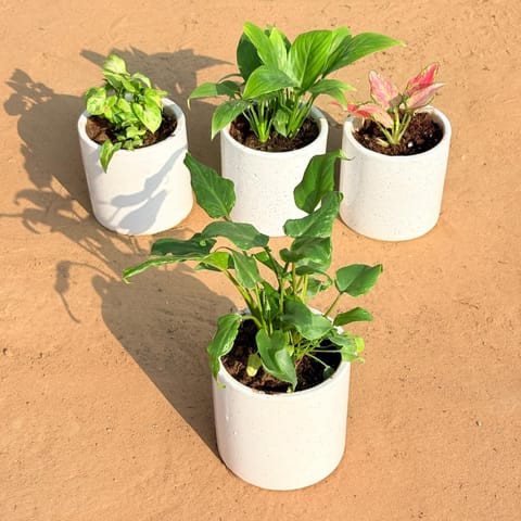Set of 4 - Syngonium Butterfly, Peace Lily, Aglaonema Pink & Xanadu Green in 4 Inch Live Plant White Pipe Designer Ceramic Pot (any design)