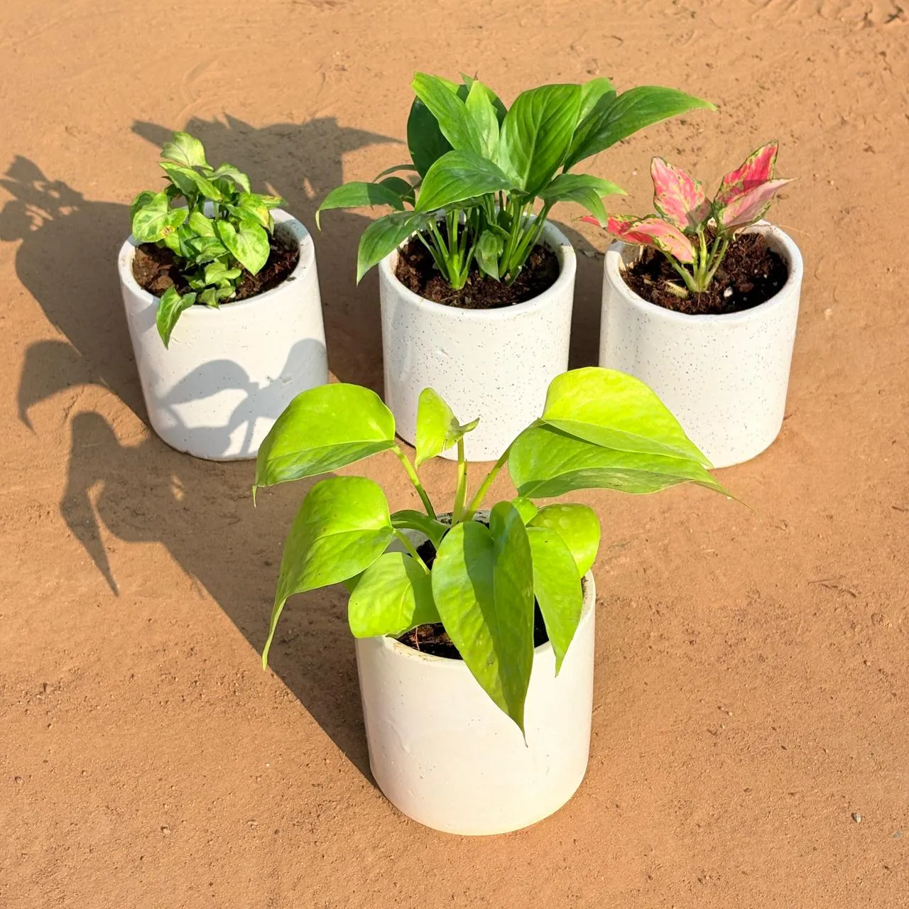 Set of 4 - Syngonium Butterfly, Peace Lily, Aglaonema Pink & Golden Money Plant in 4 Inch White Pipe Designer Ceramic Pot (any design)
