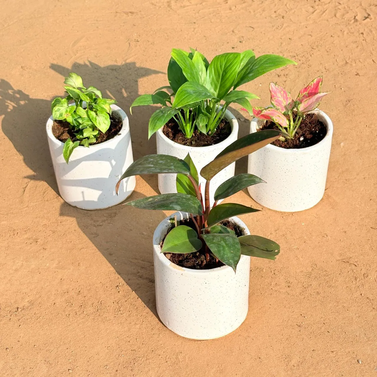 Set of 4 - Syngonium Butterfly, Peace Lily, Aglaonema Pink & Philodendron Red in 4 Inch White Pipe Designer Ceramic Pot (any design)