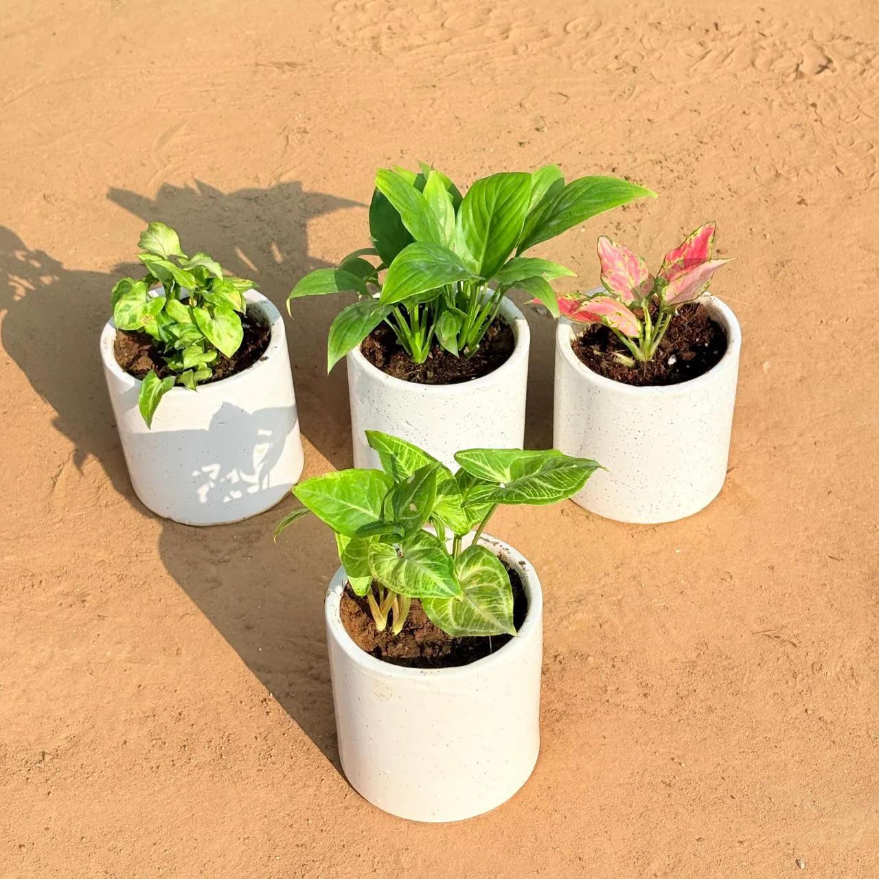 Set of 4 - Syngonium Butterfly, Peace Lily, Aglaonema Pink & Syngonium Alba Dwarf in 4 Inch White Pipe Designer Ceramic Pot (any design)