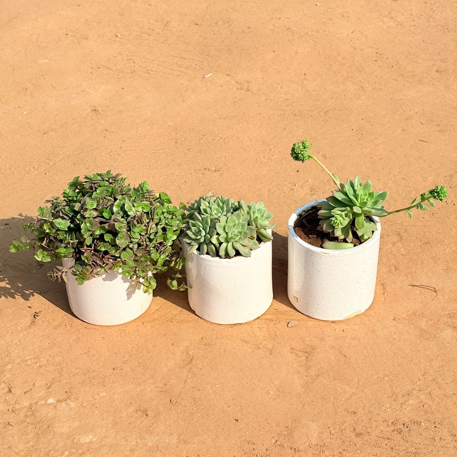 Set of 3 - Black Lady / Turtle Vine Black, Echeveria Elegans Succulent & Echeveria Red Succulent in 4 Inch White Pipe Designer Ceramic Pot (any design)