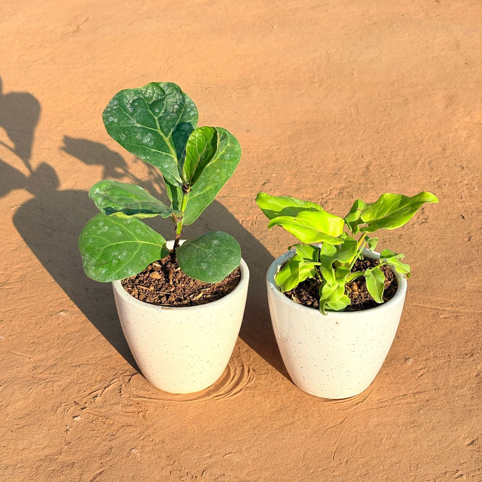 Set of 2 - Fiddle Leaf Fig & Xanadu Golden in 4 Inch Classy White Cup Ceramic Pot