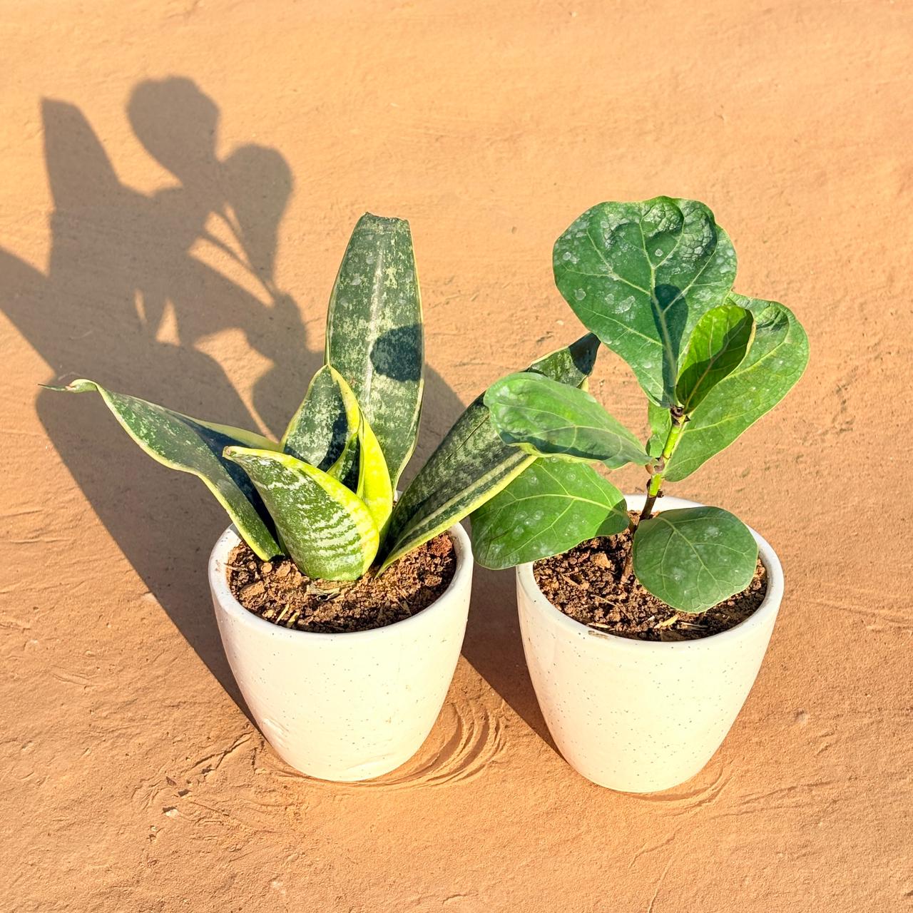 Set of 2 - Snake Yellow & Fiddle Leaf Fig in 4 Inch Classy White Cup Ceramic Pot