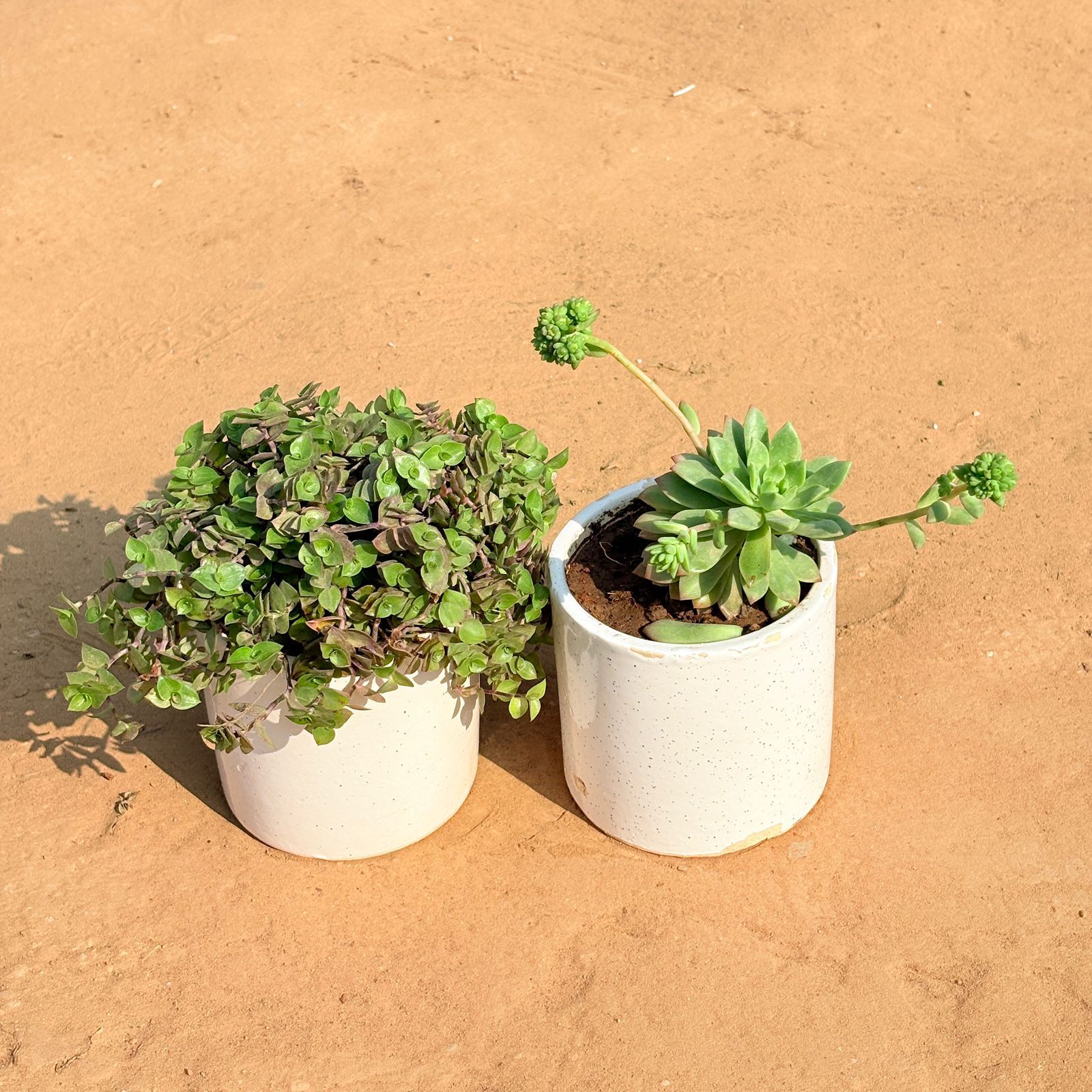 Set of 2 - Black Lady / Turtle Vine Black & Echeveria Red Succulent in 4 Inch White Pipe Designer Ceramic Pot (any design)