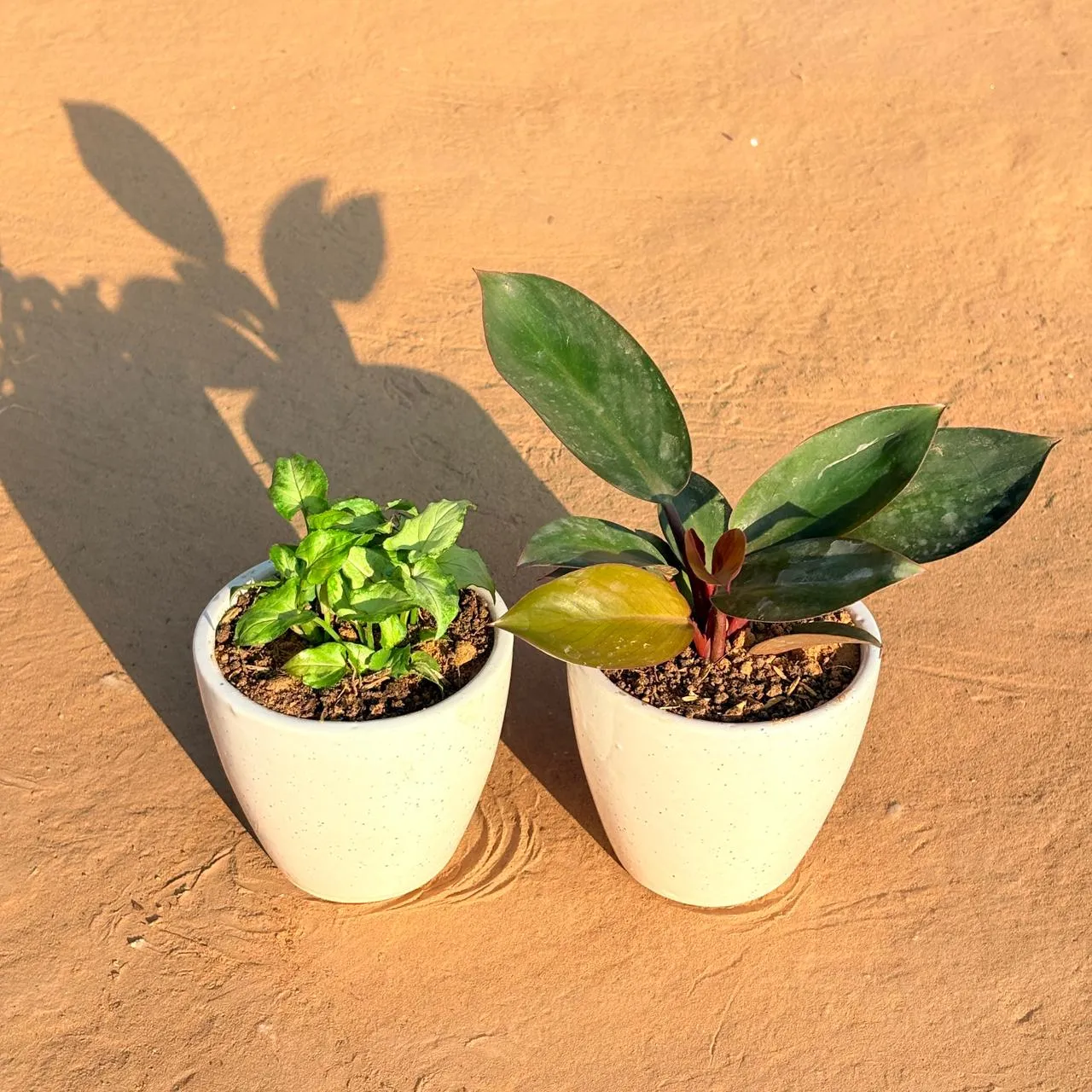 Set of 2 - Philodendron Red & Syngonium Butterfly in 4 Inch Classy White Cup Ceramic Pot