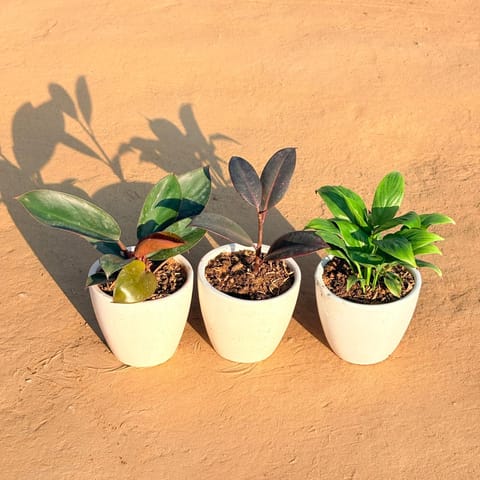 Set of 3 - Philodendron Red, Rubber Black & Peace Lily in 4 Inch Live Plant Classy White Cup Ceramic Pot