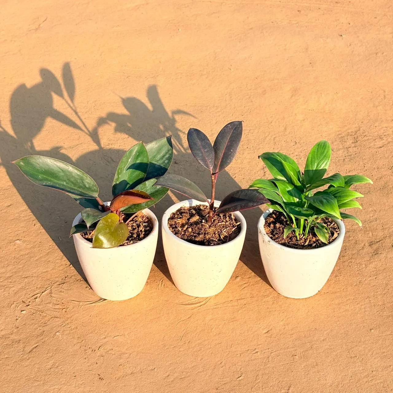 Set of 3 - Philodendron Red, Rubber Black & Peace Lily in 4 Inch Classy White Cup Ceramic Pot