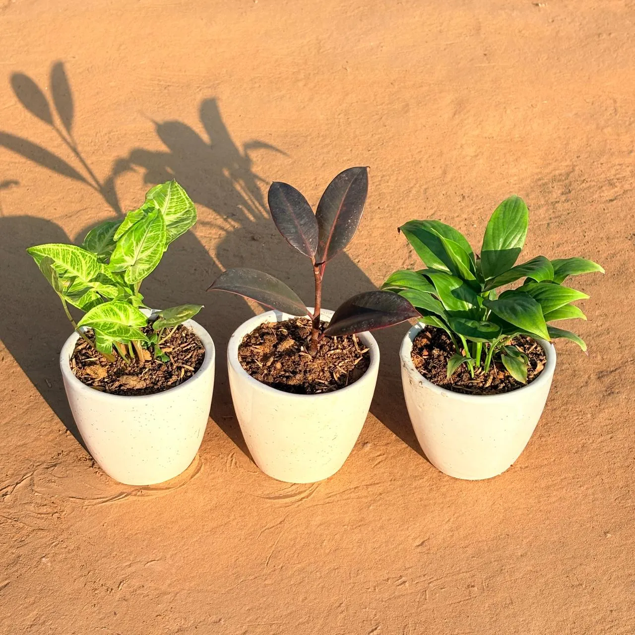 Set of 3 - Syngonium Alba Dwarf, Rubber Black & Peace Lily in 4 Inch Classy White Cup Ceramic Pot