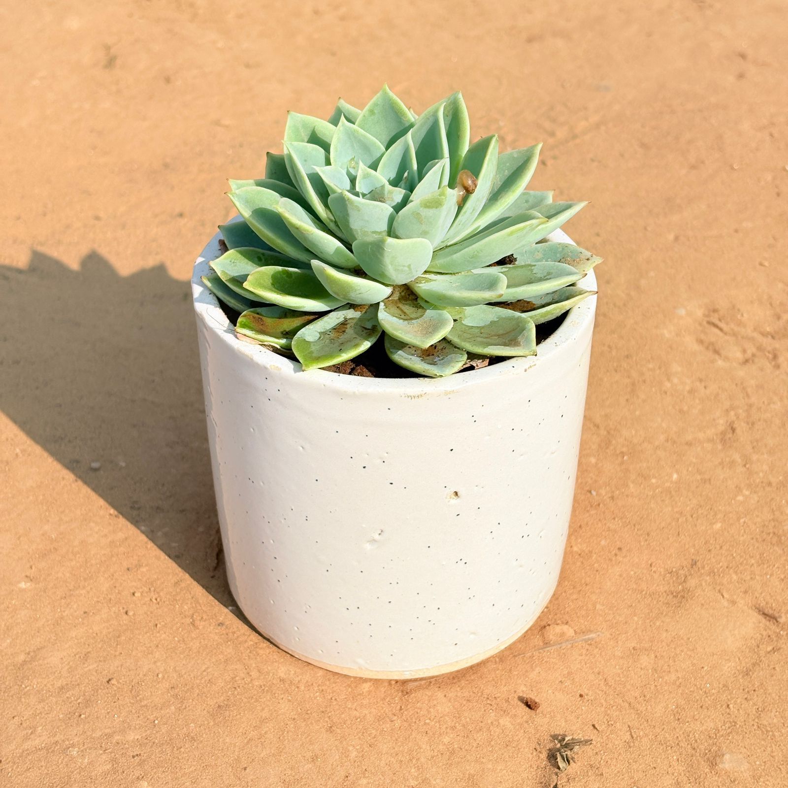 Echeveria Green Succulent in 4 Inch White Pipe Designer Ceramic Pot (any design)