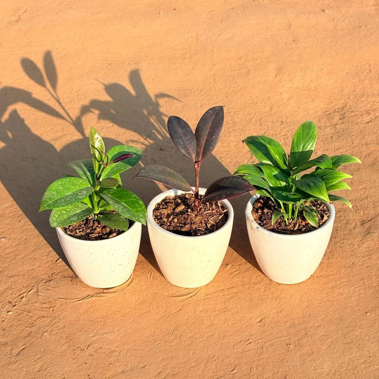 Set of 3 - Hoya Carnosa, Rubber Black & Peace Lily in 4 Inch Classy White Cup Ceramic Pot