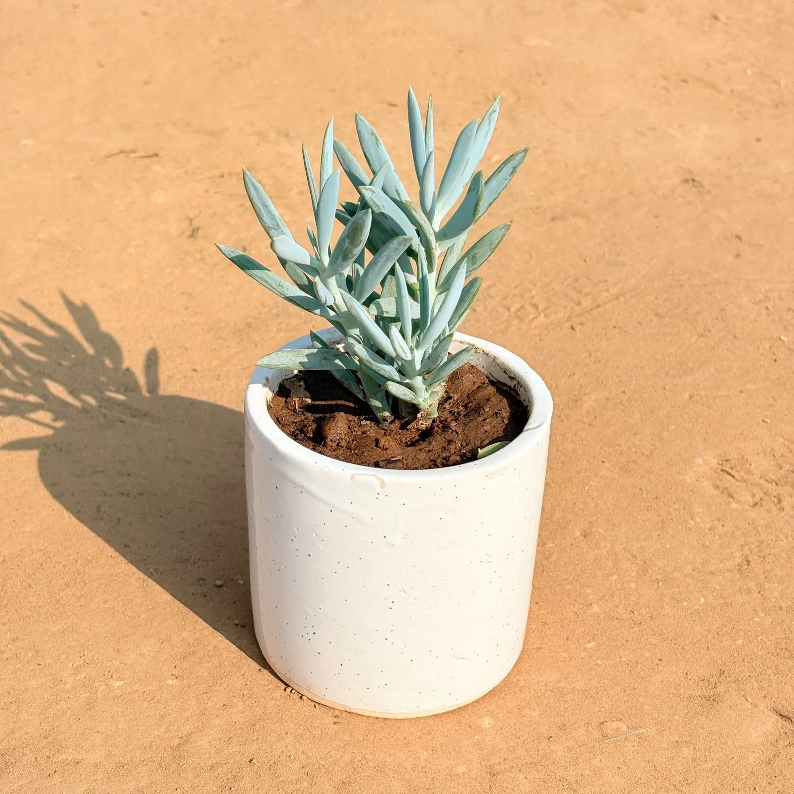 Curio Repens Succulent in 4 Inch White Pipe Designer Ceramic Pot (any design)