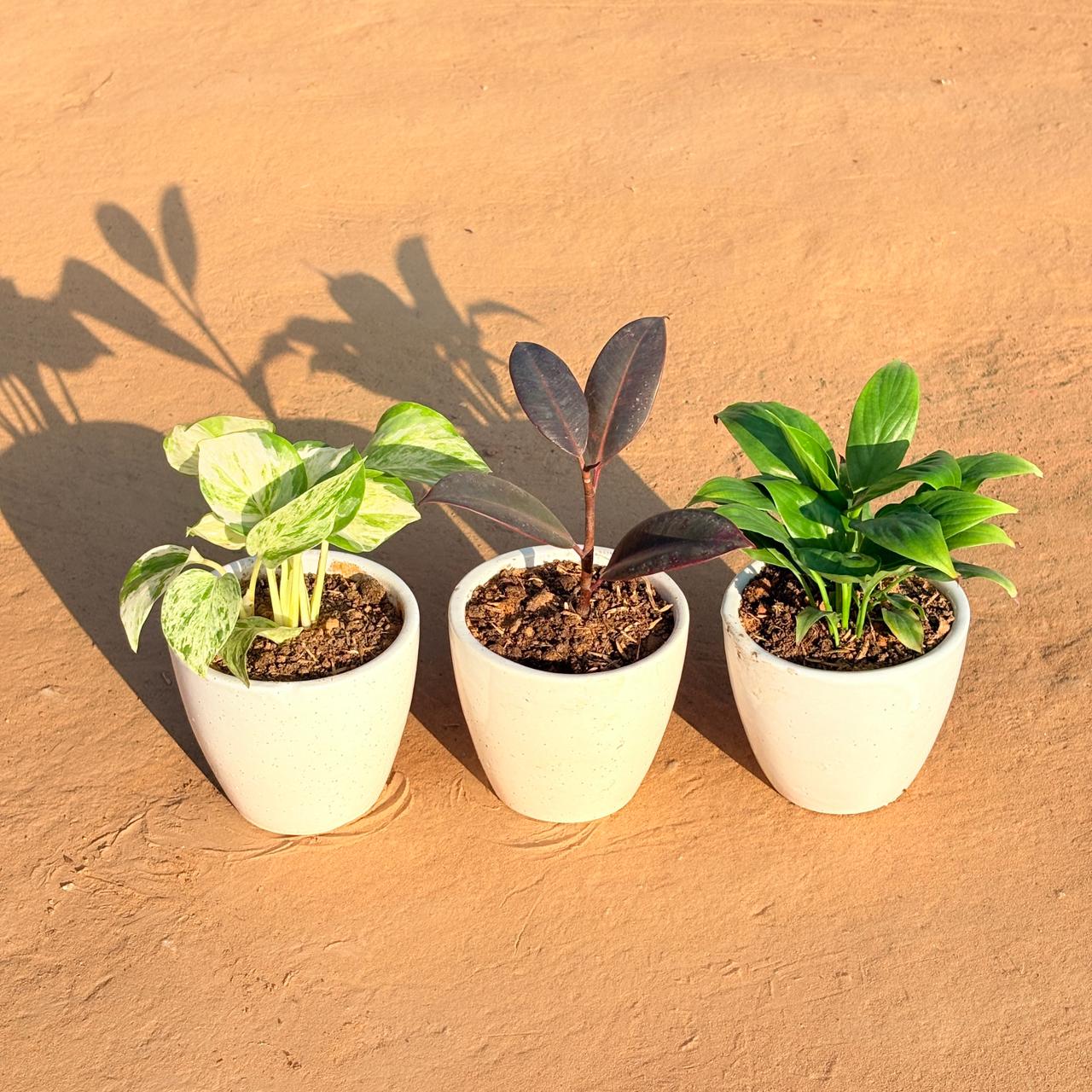 Set of 3 - Marble Money Plant, Rubber Black & Peace Lily in 4 Inch Classy White Cup Ceramic Pot