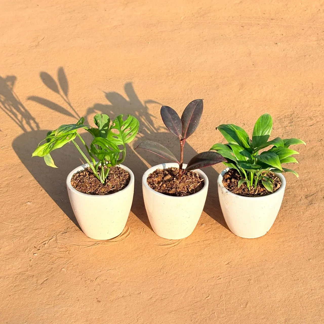 Set of 3 - Monstera Broken Heart, Rubber Black & Peace Lily in 4 Inch Classy White Cup Ceramic Pot