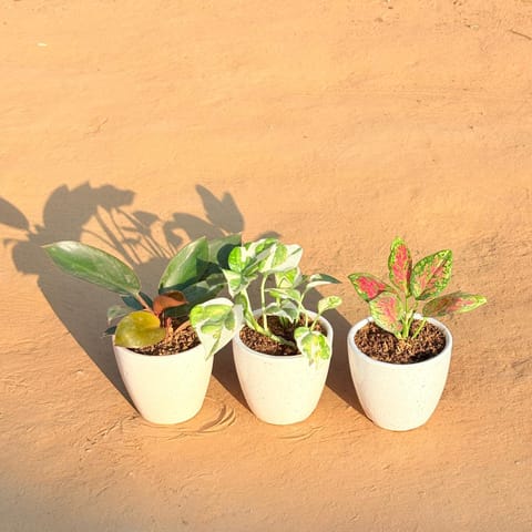 Set of 3 - Philodendron Red, Money Plant N'Joy & Aglaonema Pink Dalmatian in 4 Inch Live Plant Classy White Cup Ceramic Pot