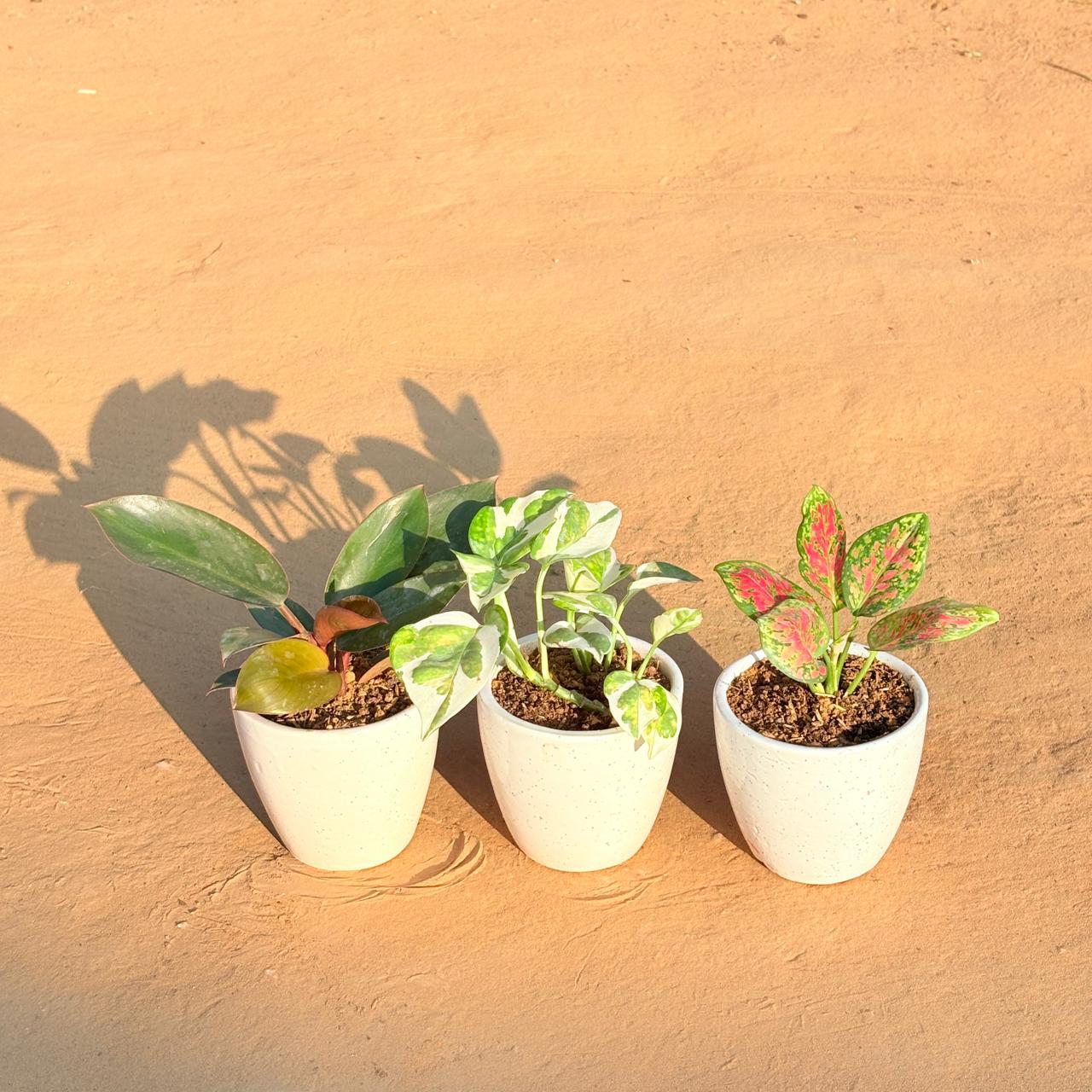 Set of 3 - Philodendron Red, Money Plant N'Joy & Aglaonema Pink Dalmatian in 4 Inch Classy White Cup Ceramic Pot