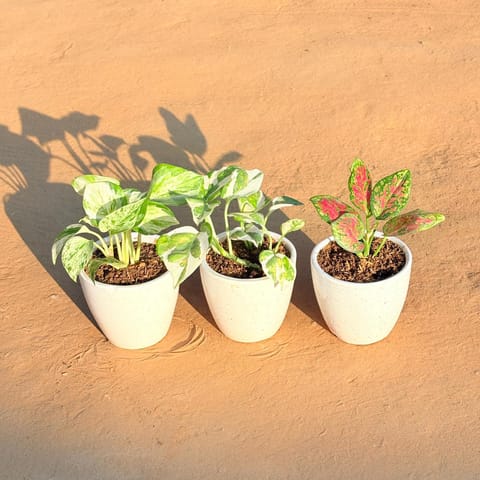 Set of 3 - Marble Money Plant, Money Plant N'Joy & Aglaonema Pink Dalmatian in 4 Inch Live Plant Classy White Cup Ceramic Pot
