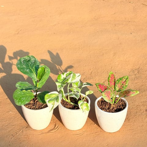 Set of 3 - Fiddle Leaf Fig, Money Plant N'Joy & Aglaonema Pink Dalmatian in 4 Inch Live Plant Classy White Cup Ceramic Pot