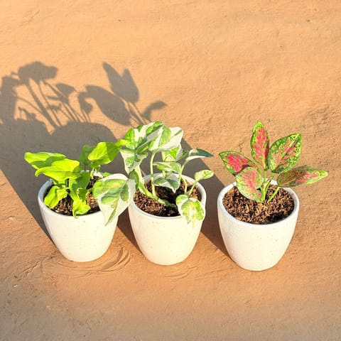 Set of 3 - Xanadu Golden, Money Plant N'Joy & Aglaonema Pink Dalmatian in 4 Inch Classy White Cup Ceramic Pot