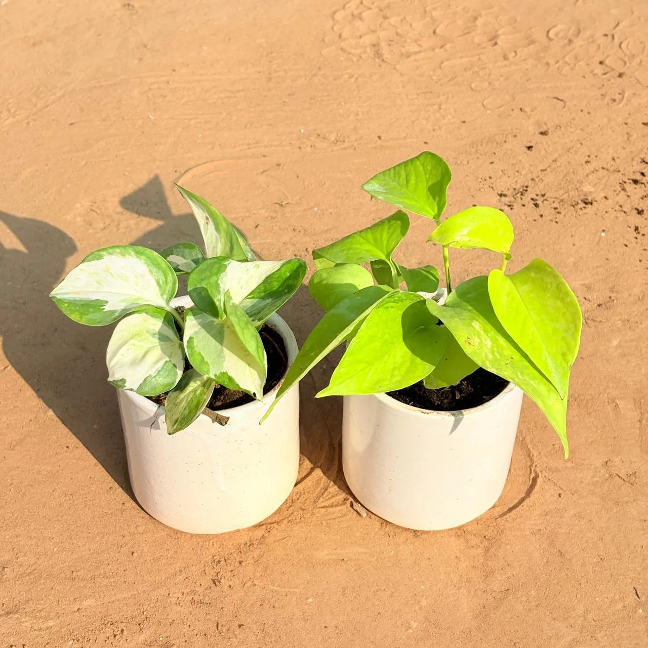 Set of 2 - Money Plant N'Joy & Golden Money Plant in 4 Inch White Pipe Designer Ceramic Pot (any design)