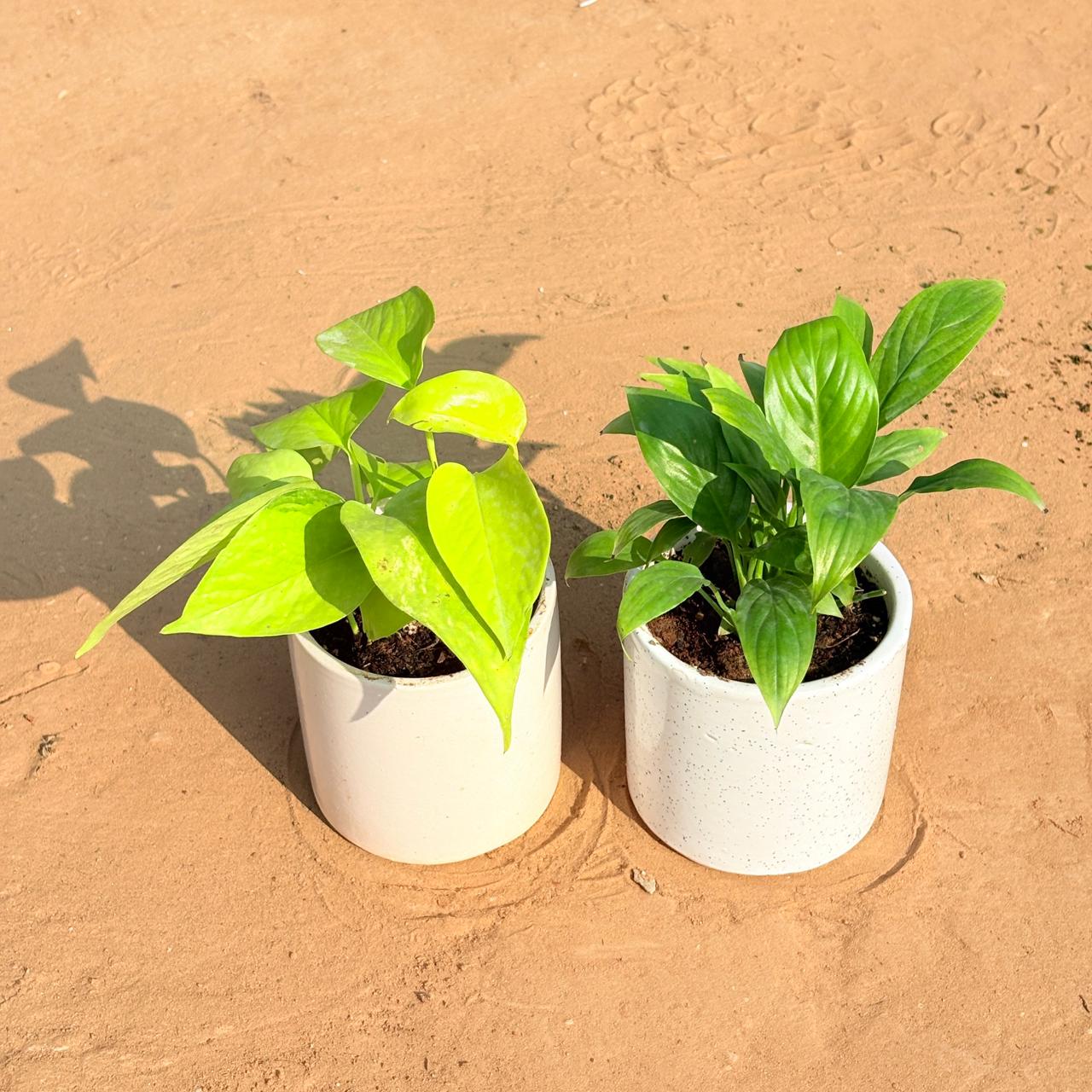 Set of 2 - Golden Money Plant & Peace Lily in 4 Inch White Pipe Designer Ceramic Pot (any design)
