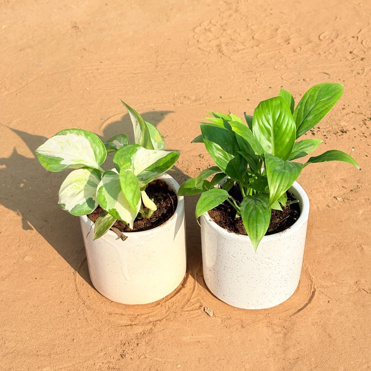 Set of 2 - Money Plant N'Joy & Peace Lily in 4 Inch White Pipe Designer Ceramic Pot (any design)