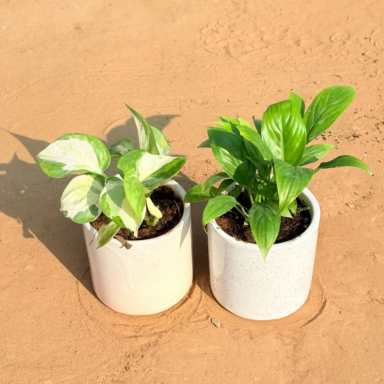 Set of 2 - Money Plant N'Joy & Peace Lily in 4 Inch White Pipe Designer Ceramic Pot (any design)
