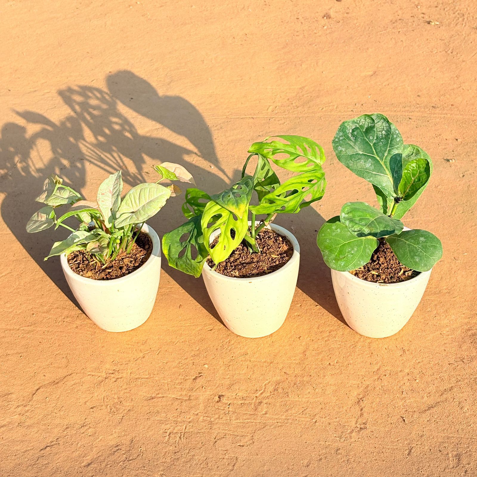 Set of 3 - Syngonium Candyfloss, Monstera Broken Heart & Fiddle Leaf Fig in 4 Inch Classy White Cup Ceramic Pot