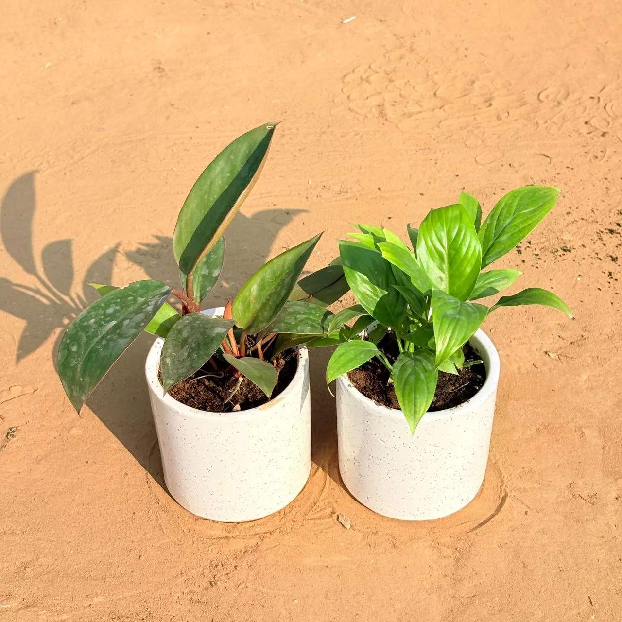 Set of 2 - Philodendron Red & Peace Lily in 4 Inch White Pipe Designer Ceramic Pot (any design)