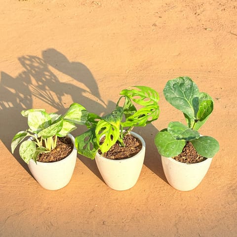 Set of 3 - Marble Money Plant, Monstera Broken Heart & Fiddle Leaf Fig in 4 Inch Live Plant Classy White Cup Ceramic Pot