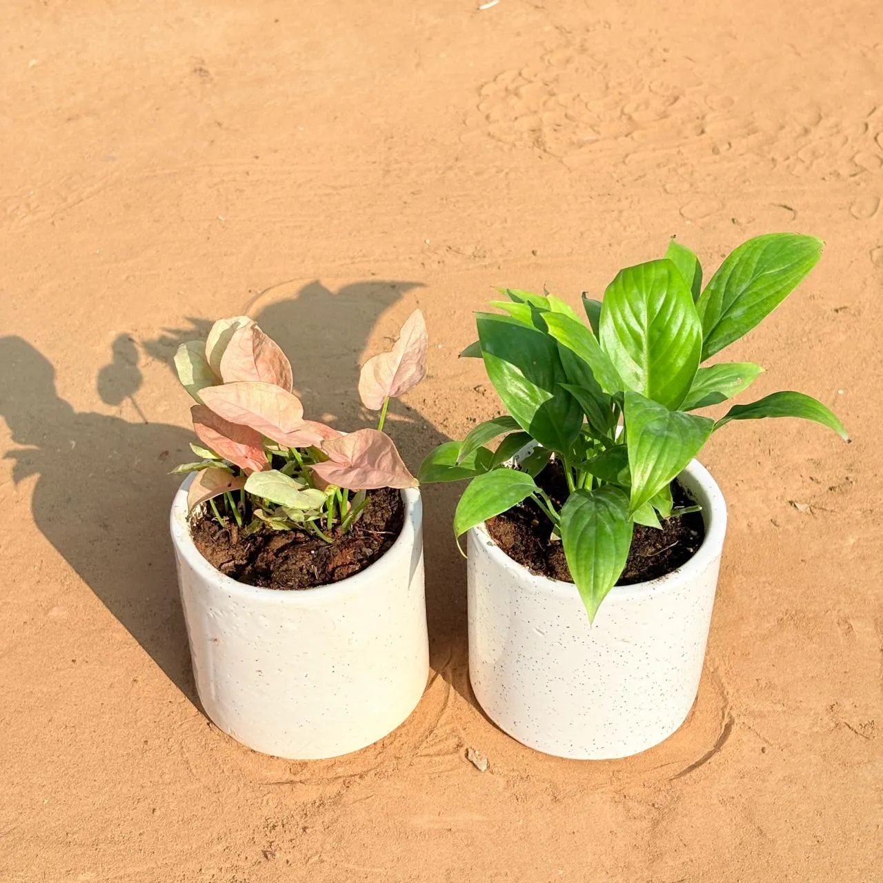 Set of 2 - Syngonium Pink & Peace Lily in 4 Inch White Pipe Designer Ceramic Pot (any design)