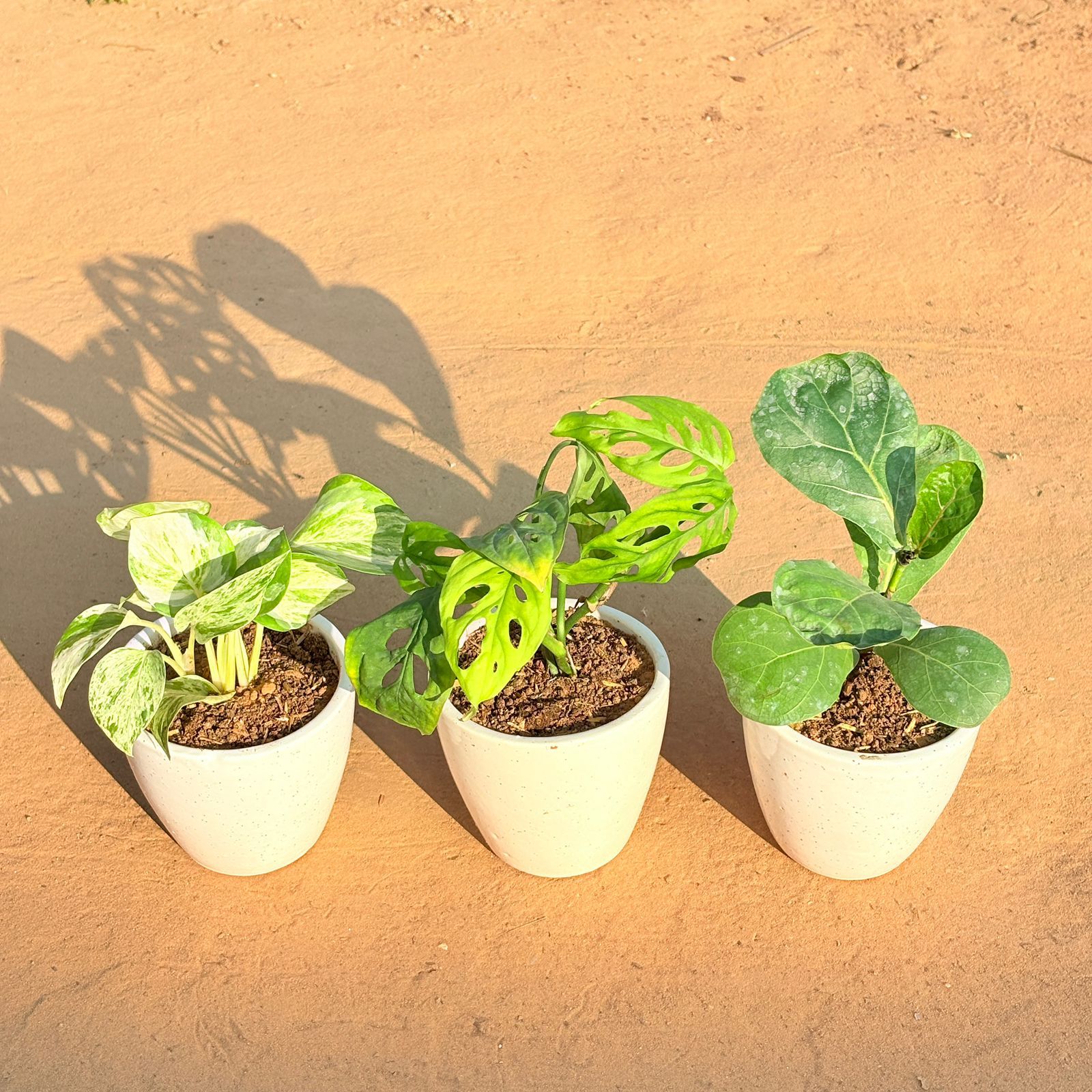 Set of 3 - Marble Money Plant, Monstera Broken Heart & Fiddle Leaf Fig in 4 Inch Classy White Cup Ceramic Pot