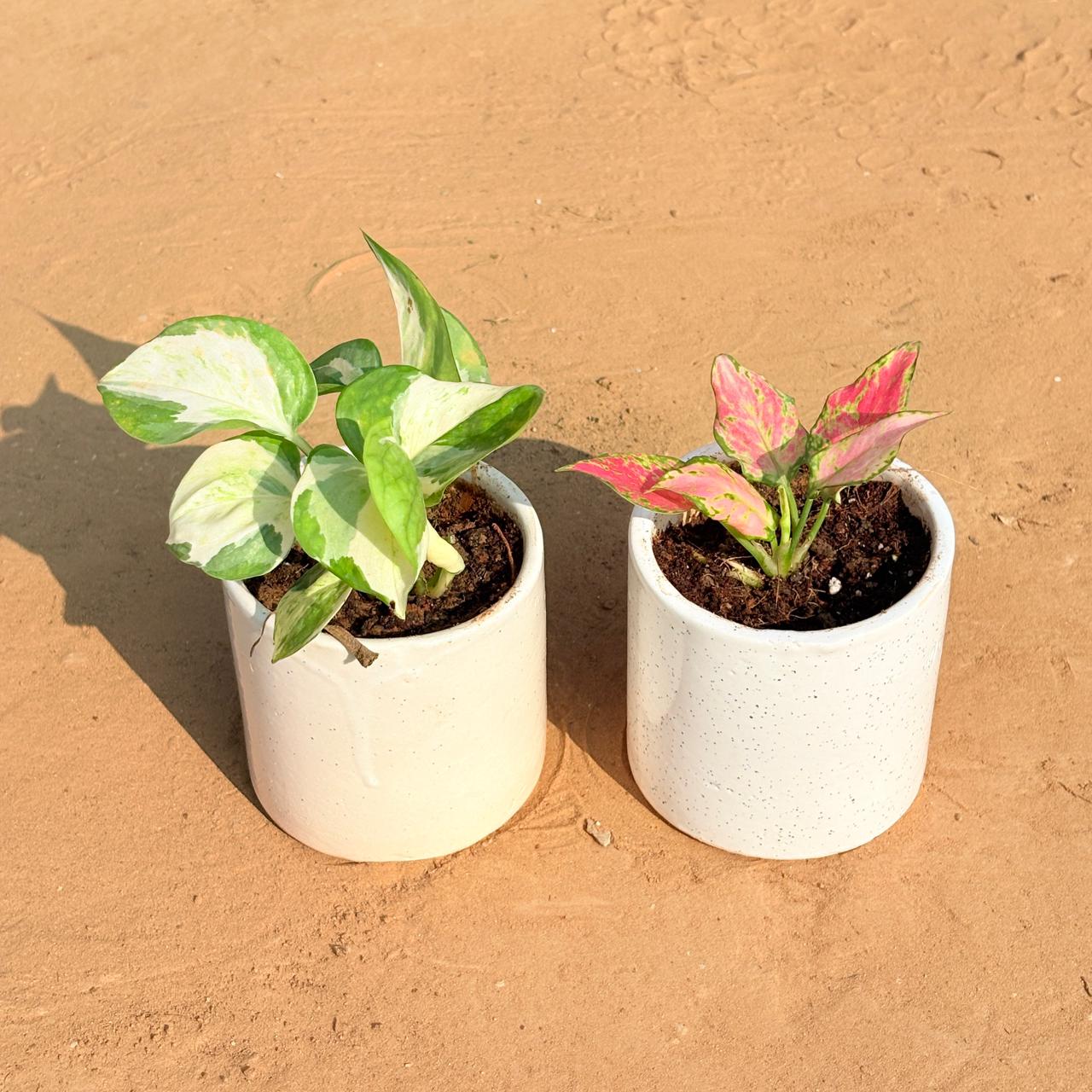 Set of 2 - Money Plant N'Joy & Aglaonema Pink in 4 Inch White Pipe Designer Ceramic Pot (any design)