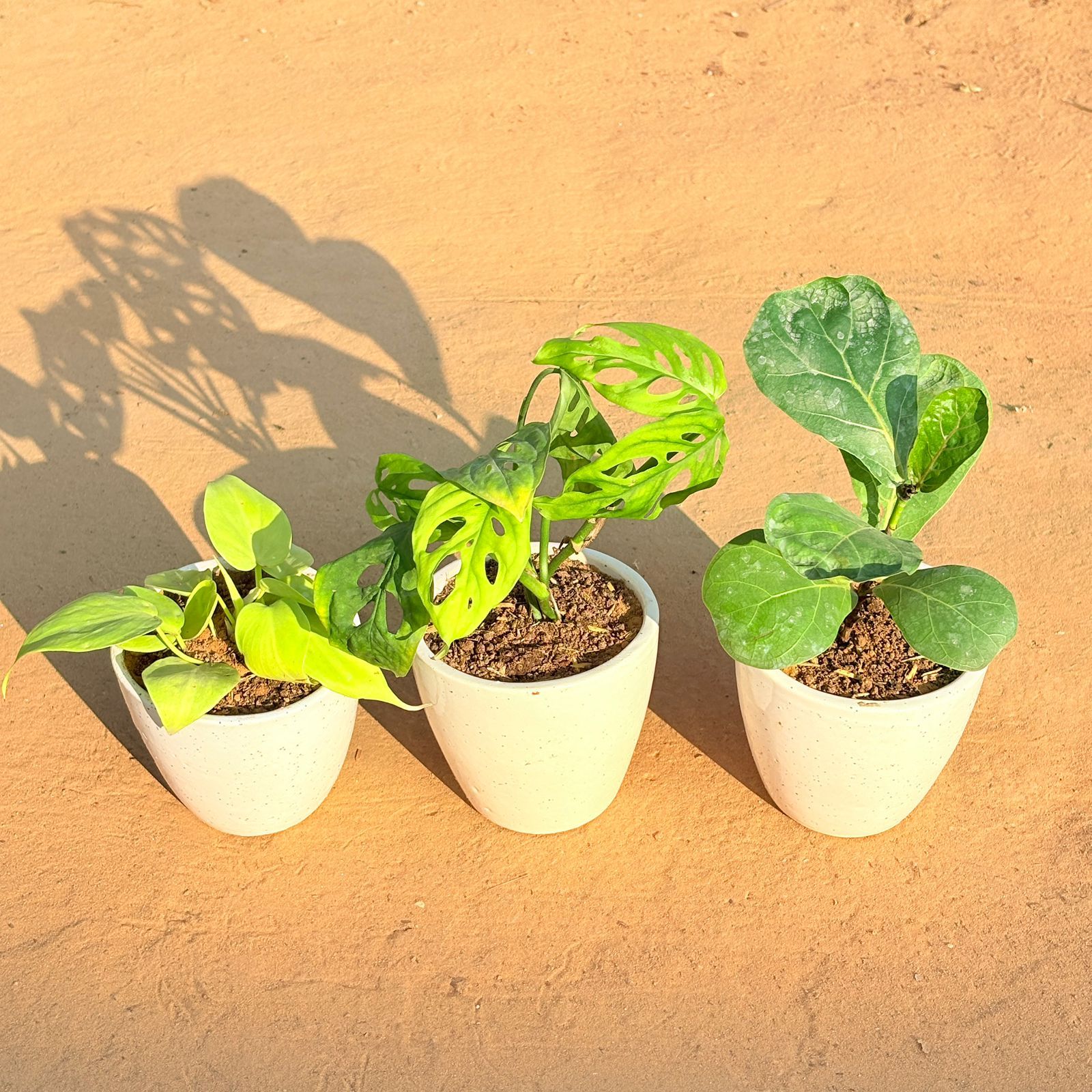 Set of 3 - Golden Money Plant, Monstera Broken Heart & Fiddle Leaf Fig in 4 Inch Classy White Cup Ceramic Pot