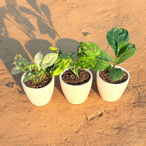 Set of 3 - Syngonium Candyfloss, Monstera Broken Heart & Fiddle Leaf Fig in 4 Inch Live Plant Classy White Cup Ceramic Pot
