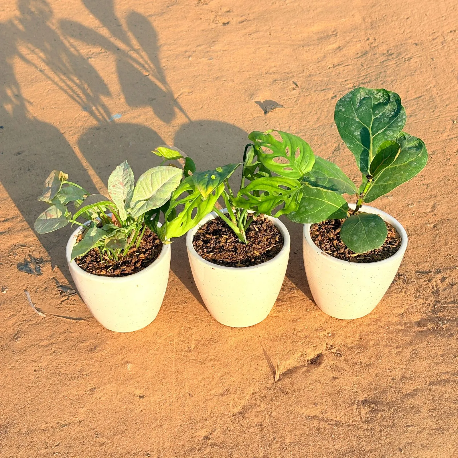 Set of 3 - Syngonium Candyfloss, Monstera Broken Heart & Fiddle Leaf Fig in 4 Inch Classy White Cup Ceramic Pot
