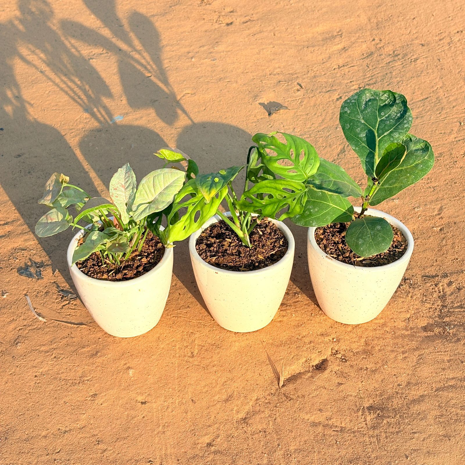 Set of 3 - Syngonium Candyfloss, Monstera Broken Heart & Fiddle Leaf Fig in 4 Inch Classy White Cup Ceramic Pot