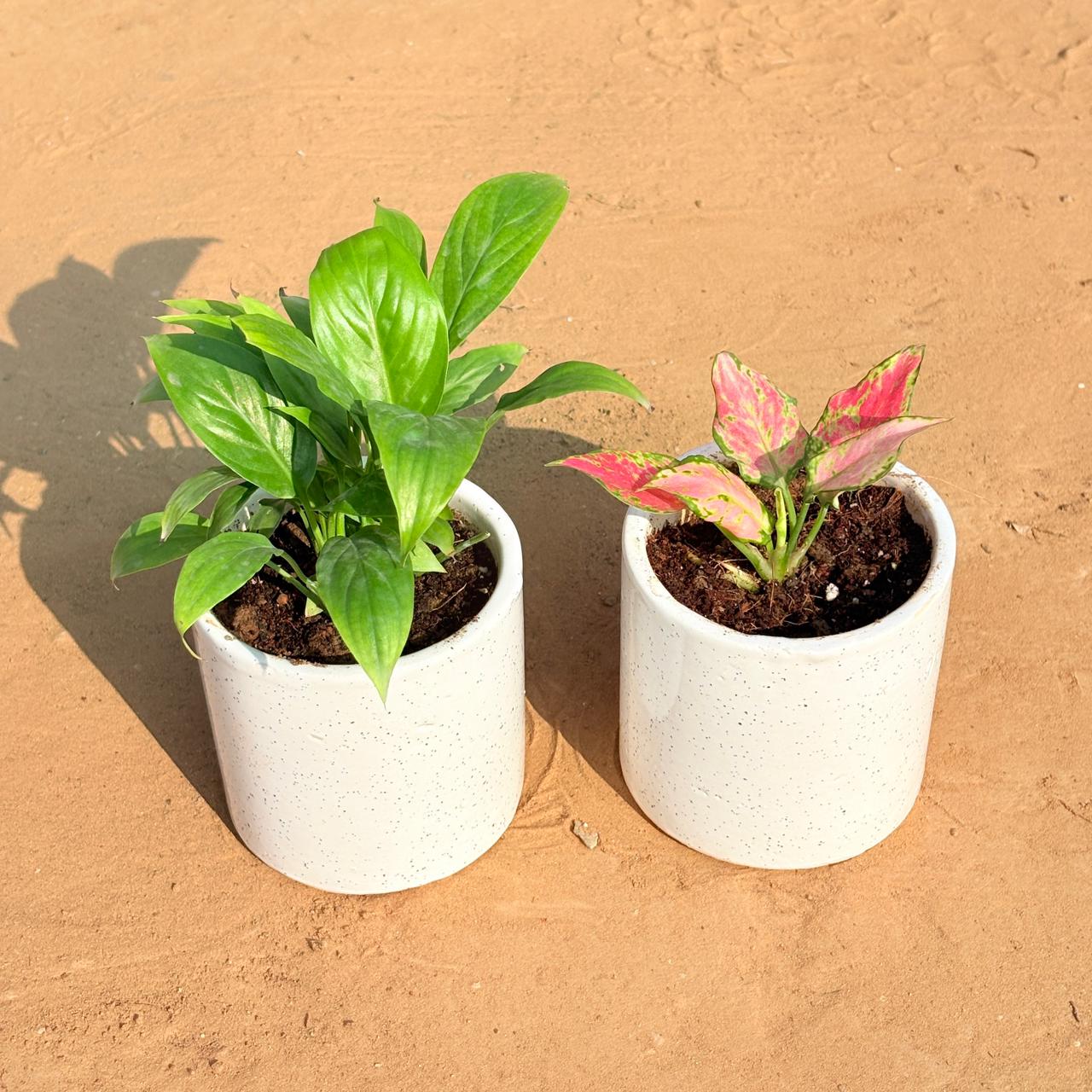Set of 2 - Peace Lily & Aglaonema Pink in 4 Inch White Pipe Designer Ceramic Pot (any design)