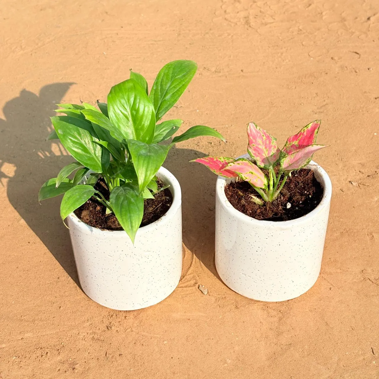 Set of 2 - Peace Lily & Aglaonema Pink in 4 Inch White Pipe Designer Ceramic Pot (any design)