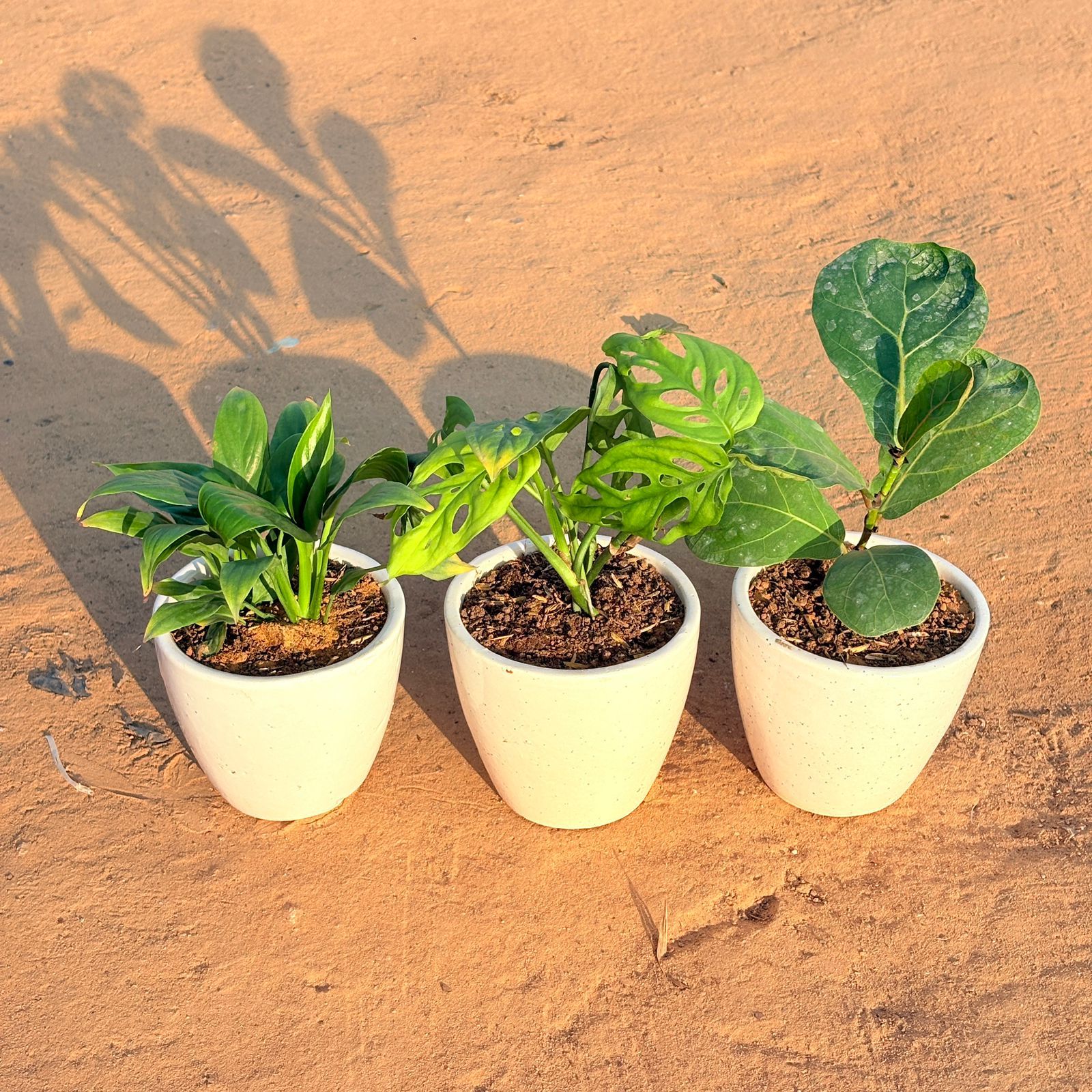 Set of 3 - Peace Lily, Monstera Broken Heart & Fiddle Leaf Fig in 4 Inch Classy White Cup Ceramic Pot