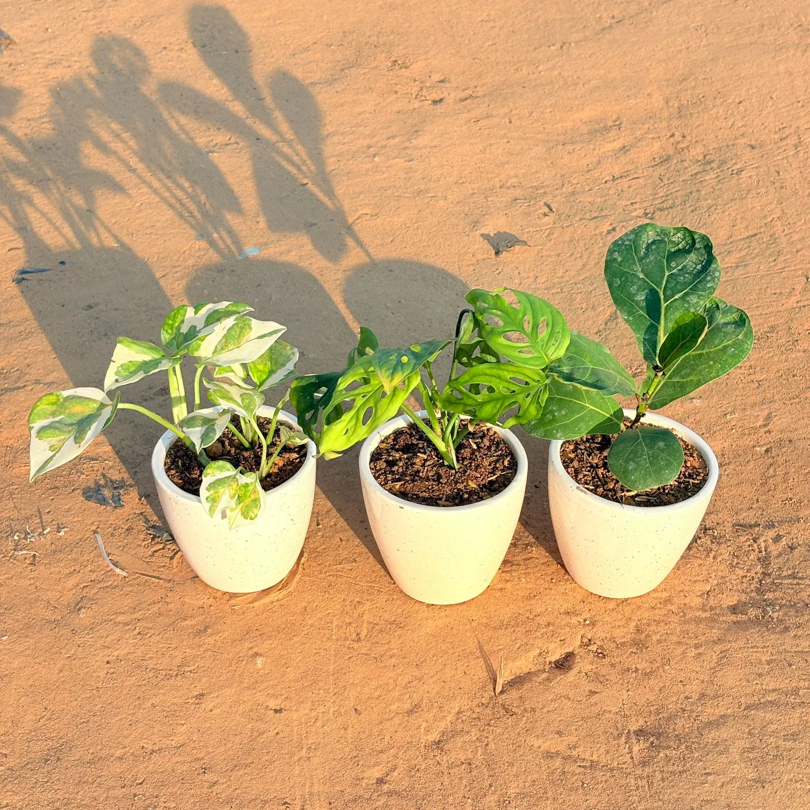 Set of 3 - Money Plant N'Joy, Monstera Broken Heart & Fiddle Leaf Fig in 4 Inch Classy White Cup Ceramic Pot