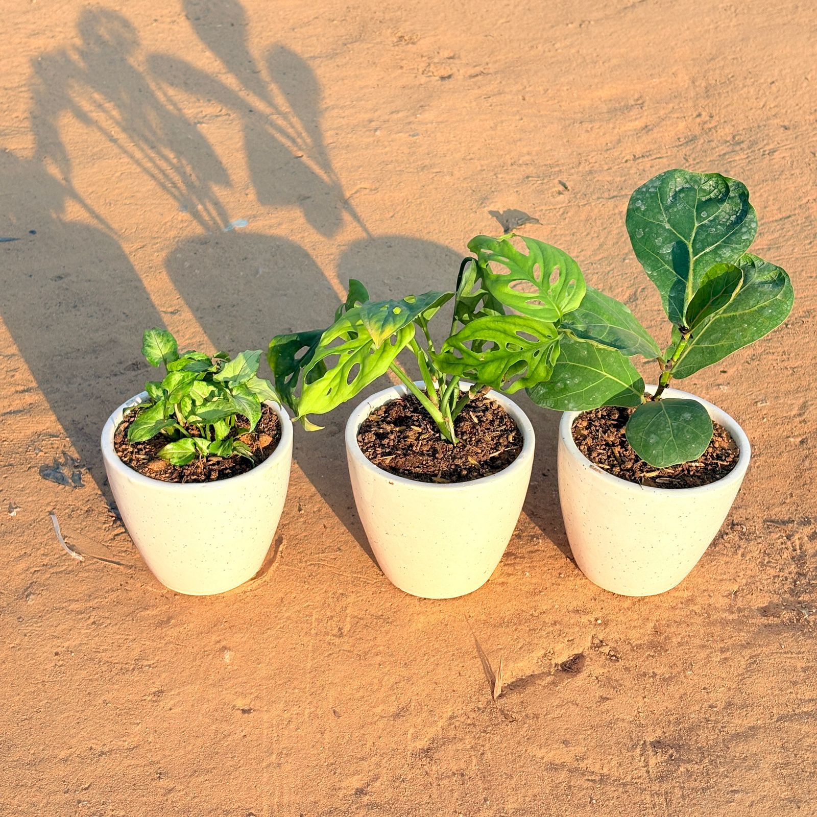 Set of 3 - Syngonium Butterfly, Monstera Broken Heart & Fiddle Leaf Fig in 4 Inch Classy White Cup Ceramic Pot