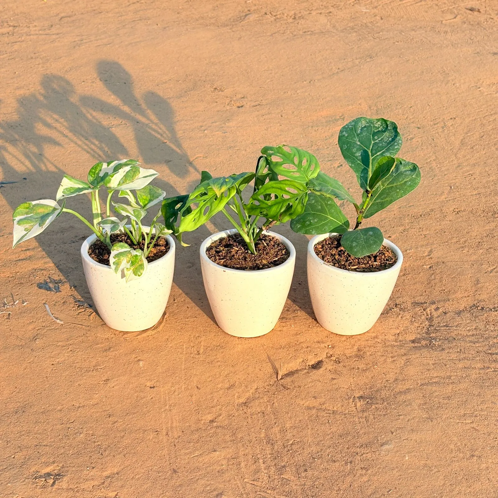 Set of 3 - Money Plant N'Joy, Monstera Broken Heart & Fiddle Leaf Fig in 4 Inch Classy White Cup Ceramic Pot