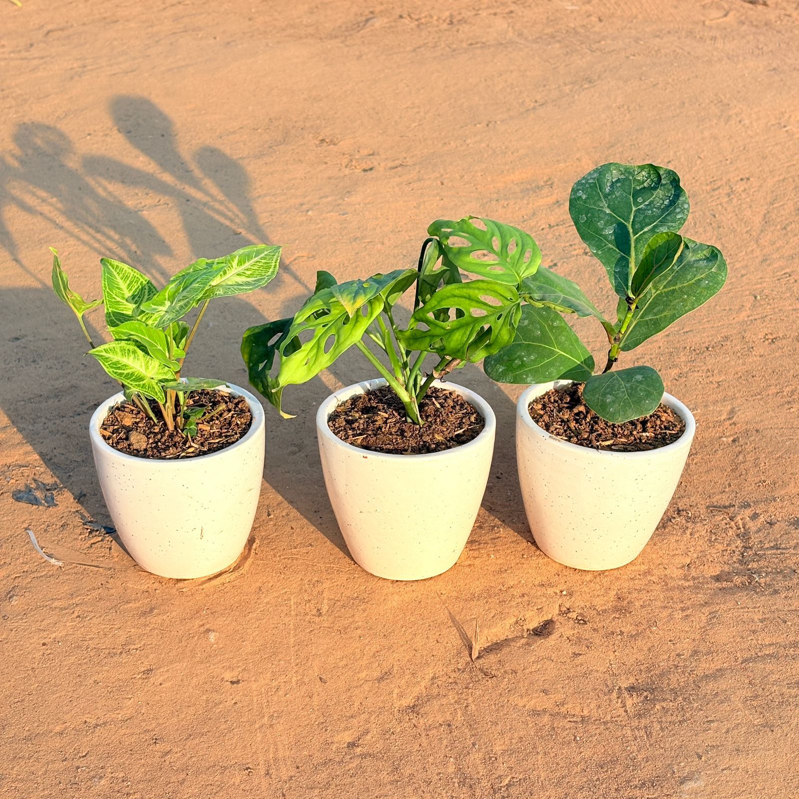Set of 3 - Syngonium Alba Dwarf, Monstera Broken Heart & Fiddle Leaf Fig in 4 Inch Classy White Cup Ceramic Pot