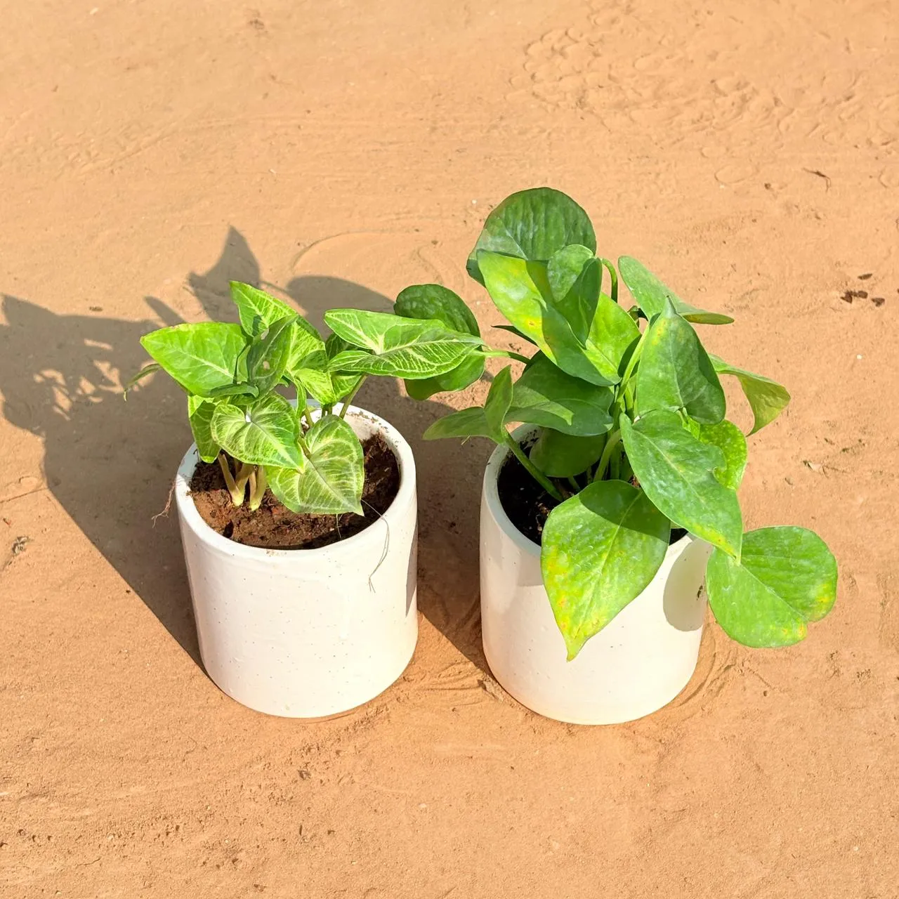 Set of 2 - Syngonium Alba Dwarf & Money Plant Green in 4 Inch White Pipe Designer Ceramic Pot (any design)