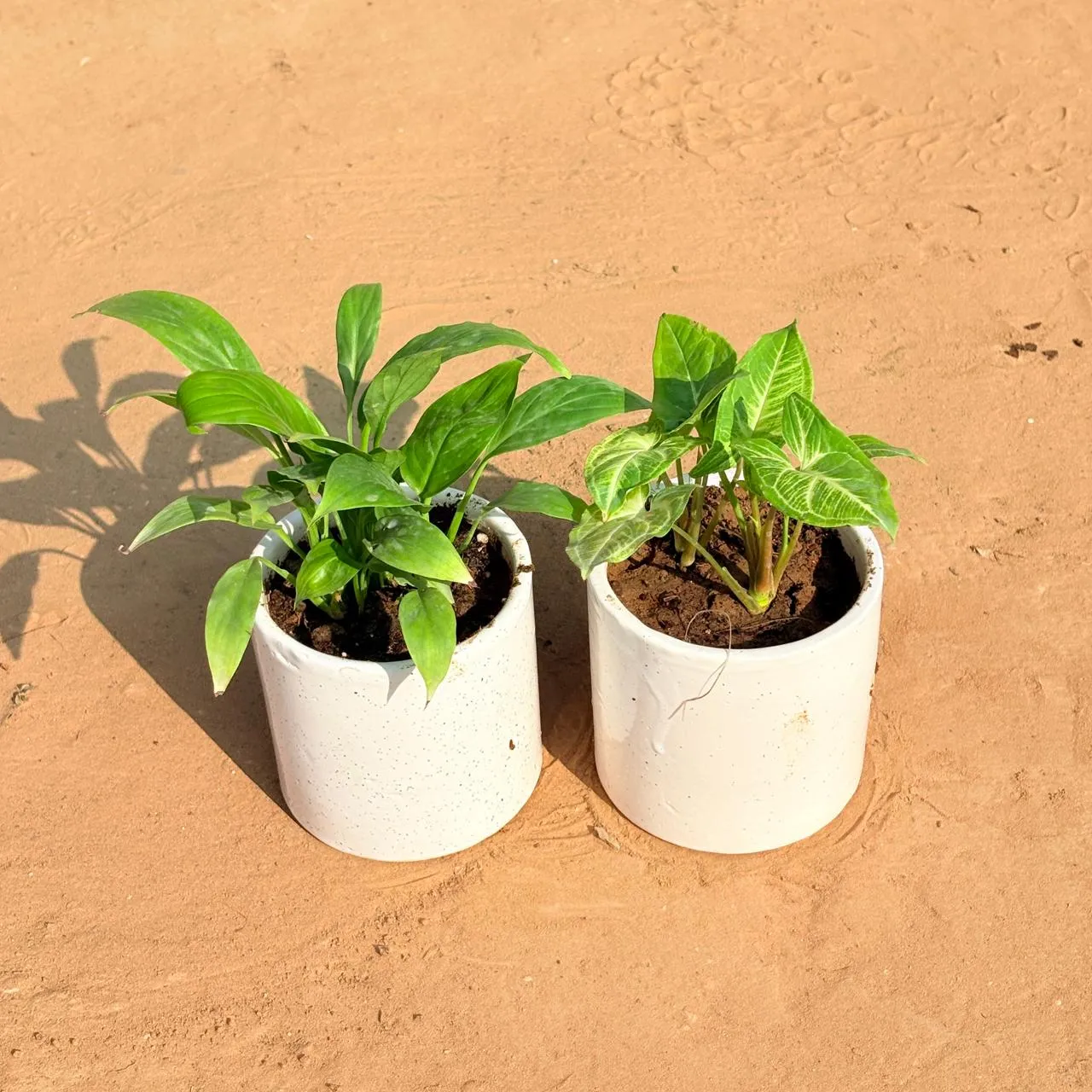 Set of 2 - Peace Lily & Syngonium Yammi in 4 Inch White Pipe Designer Ceramic Pot (any design)